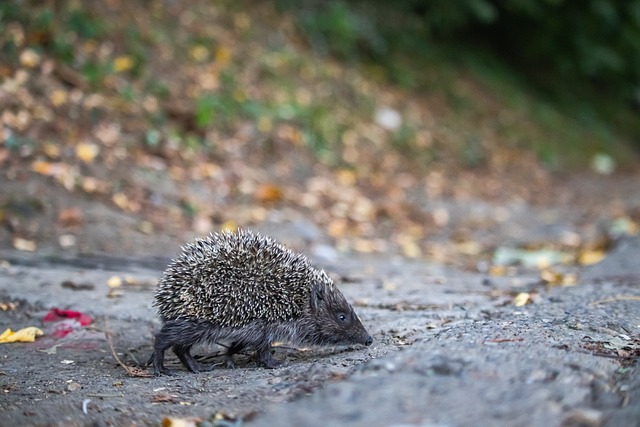 分析此次比 分析此次比